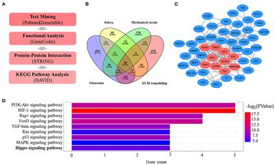 Mechanical Strain Regulates Myofibroblast Differentiation of Human Scleral Fibroblasts by YAP